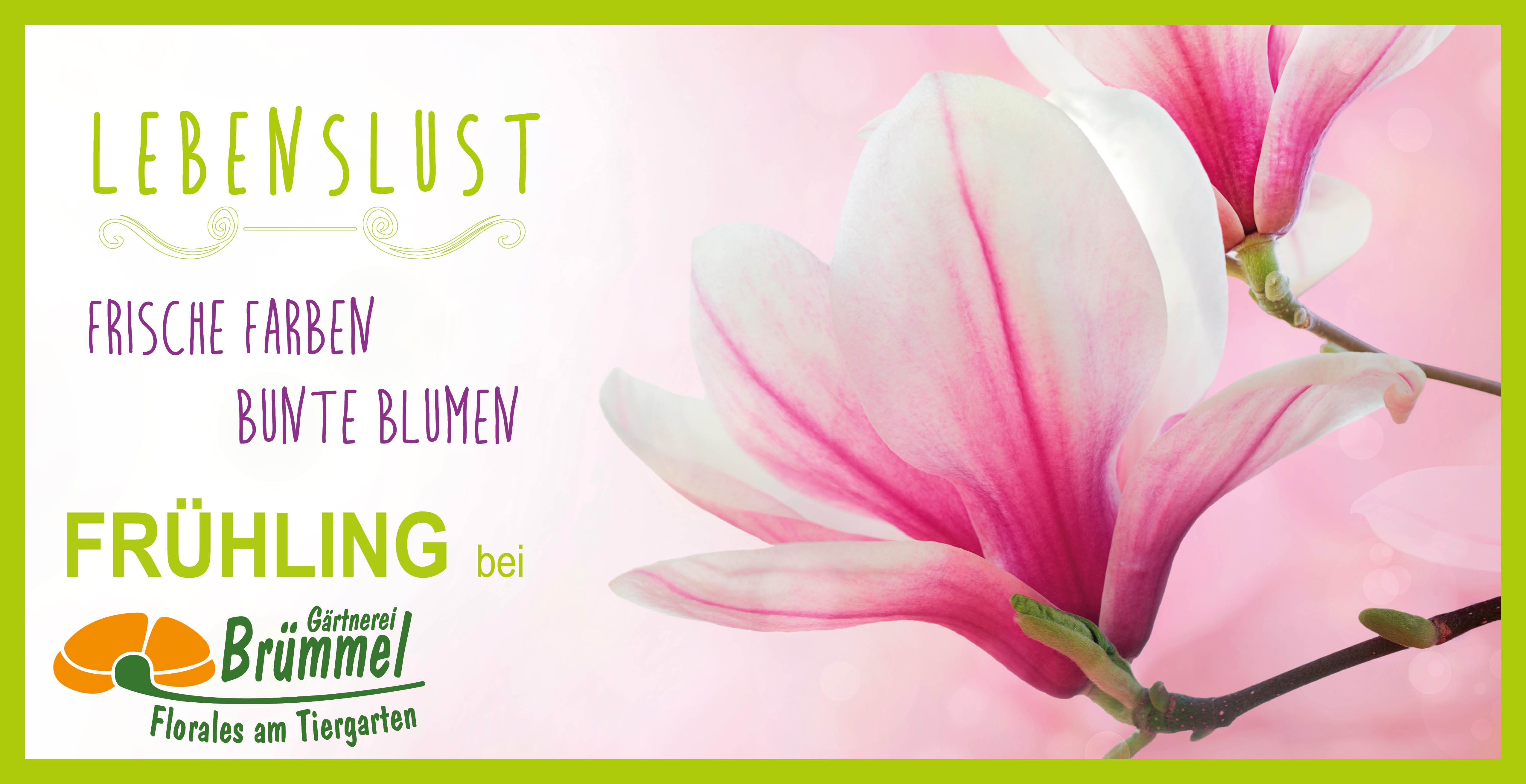 19-ho-Brümmel-Frühling Magnolie INtenet